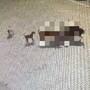 Stray Dogs Killed Boy: ಹೃದಯ ವಿದ್ರಾವಕ, ಬೀದಿ ನಾಯಿಗಳ ದಾಳಿಗೆ ಬಲಿಯಾದ 5 ವರ್ಷದ ಮಗು, ಮನ ಕಲಕುವ ದೃಶ್ಯ ಸಿಸಿಟಿವಿಯಲ್ಲಿ ಸೆರೆ